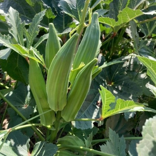 Cajun Jewel Okra Seeds