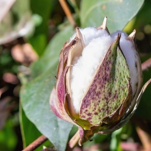 Rajhans White Cotton Seeds	