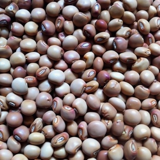 Pigeon Peas Seeds