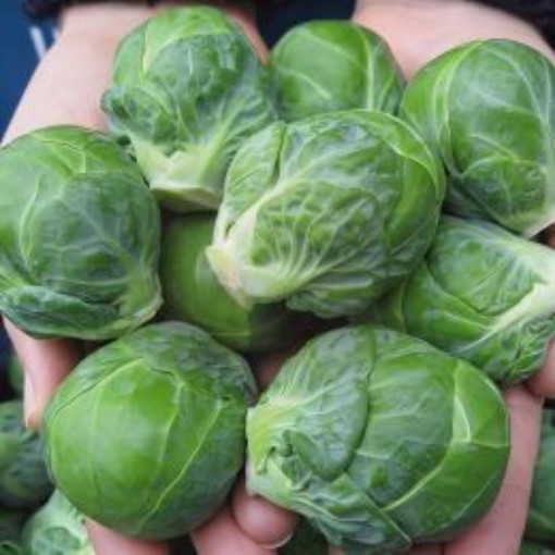 Marte Brussels Sprouts Seeds