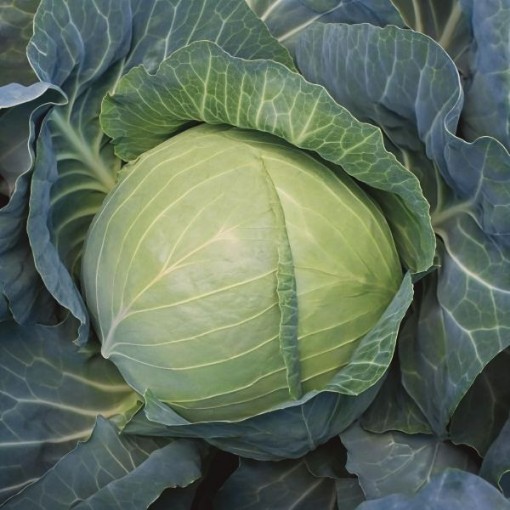 Greenboy Cabbage Seeds