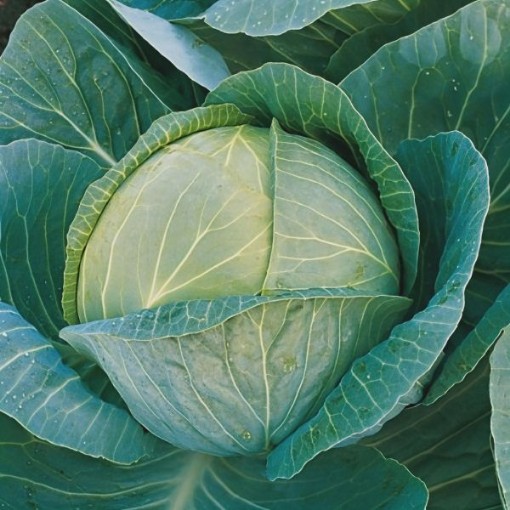 Megaton Cabbage Seeds