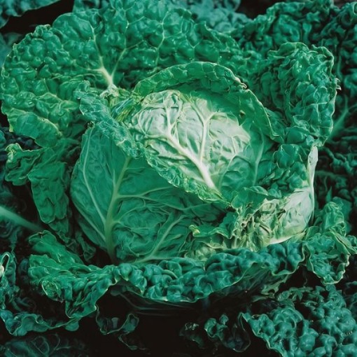 Savoy King Cabbage Seeds