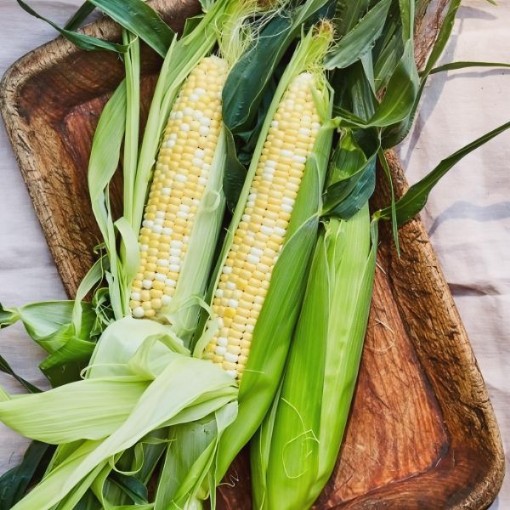 Peaches & Cream Corn Seeds