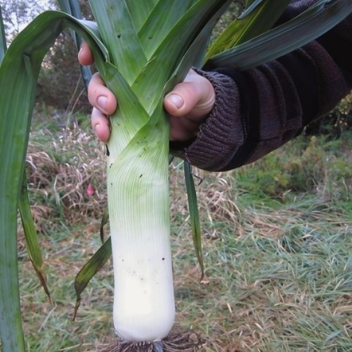 Giant Musselburgh Leek Seeds