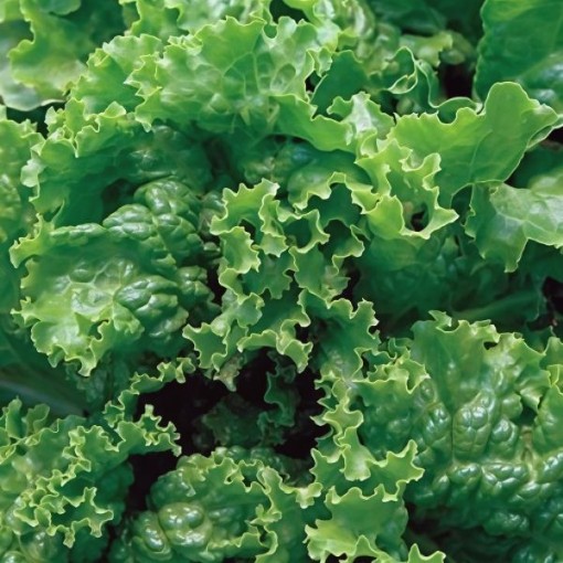 Green Ice Lettuce Seeds