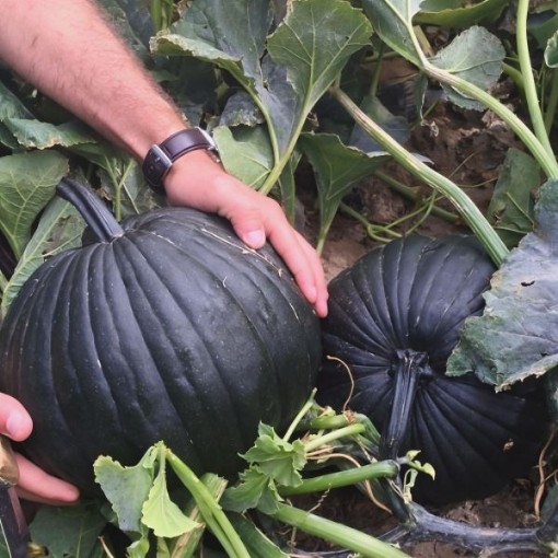 Dark Knight Pumpkin Seeds