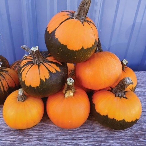 Batwing Mix Pumpkin Seeds