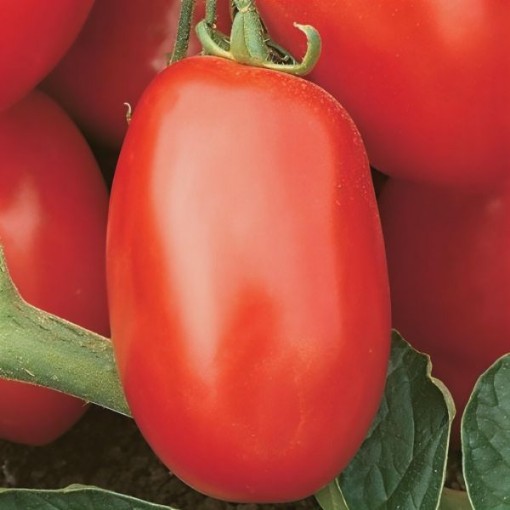 Viva Italia Tomato Seeds