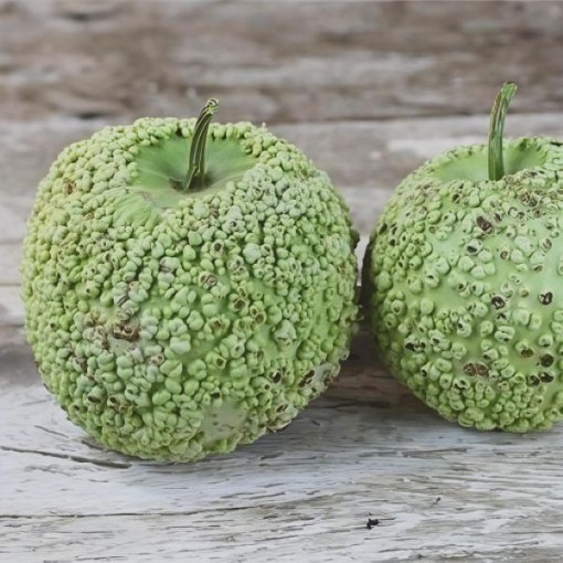 Bule Gourd Seeds
