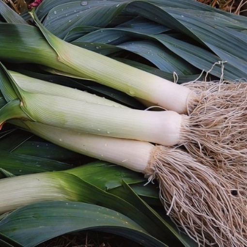 Prizetaker Leek Seeds