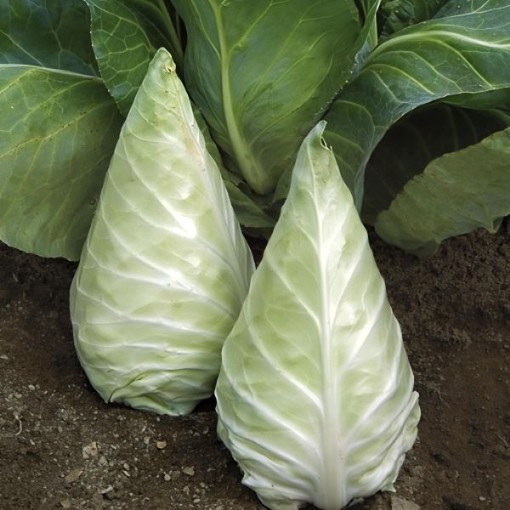 Caraflex Cabbage Seeds