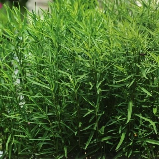 Russian Tarragon Seeds