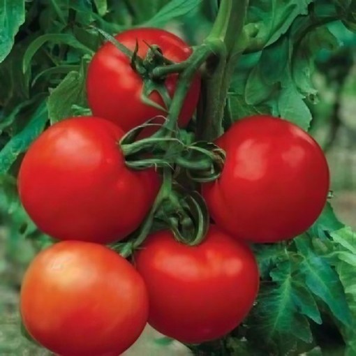 Cobra Tomato Seeds