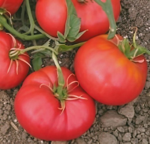 Bulgarian Triumph Tomato Seeds