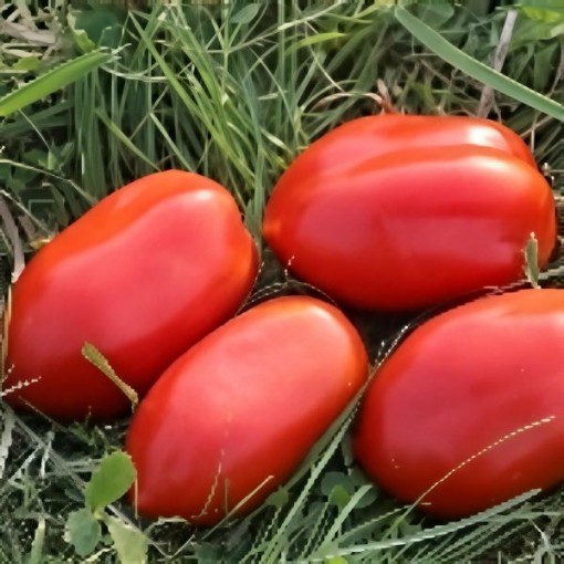 Royal Chico Tomato Seeds