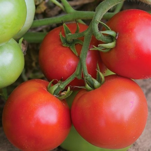 Defiant Tomato Seeds