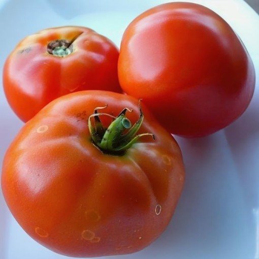Royesta Tomato Seeds