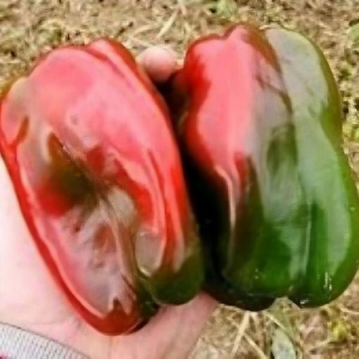 Napoleon Pepper Seeds
