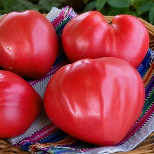 Giant Oxheart Tomato Seeds