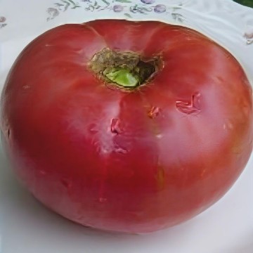 Earl's Faux Tomato Seeds