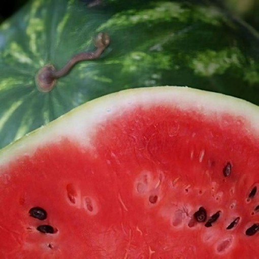 Willhite's Sweet Texas Red Watermelon Seeds