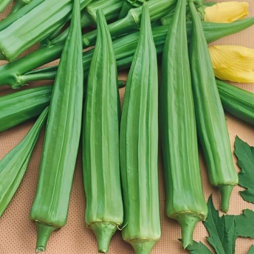 Emerald Green Velvet Okra Seeds