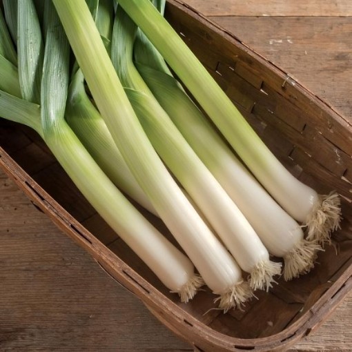King Richard Leek Seeds