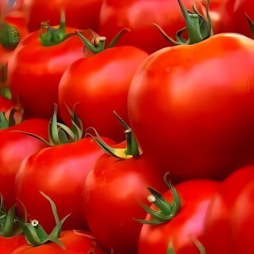 Husky Red Tomato Seeds