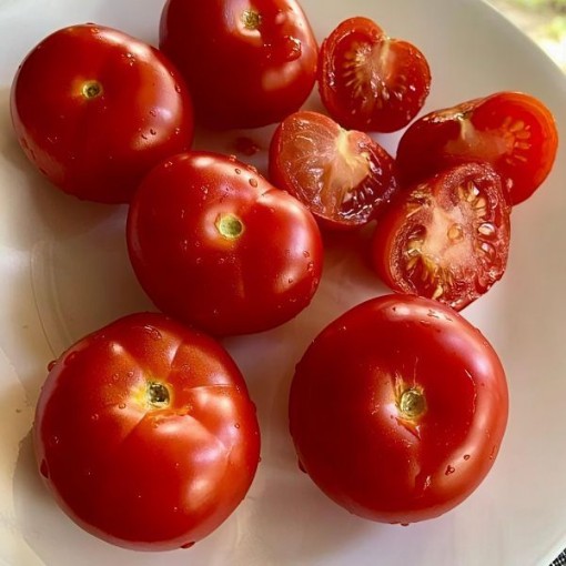 Alaska Tomato Seeds