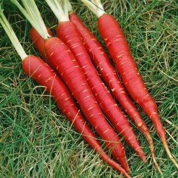 Atomic Red Carrot Seeds