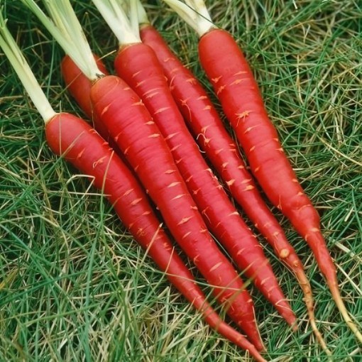 Atomic Red Carrot Seeds