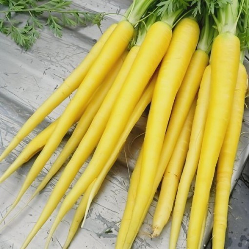 Solar Yellow Carrot Seeds