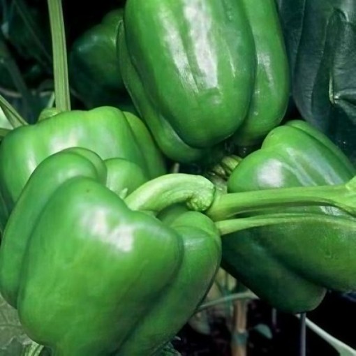 Colossus Pepper Seeds