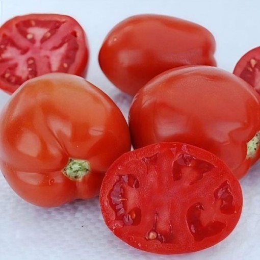 Saucy Lady Tomato Seeds