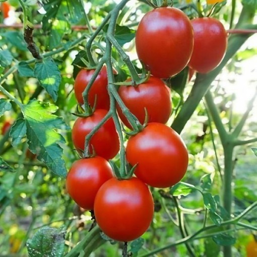 Sweetie Tomato Seeds