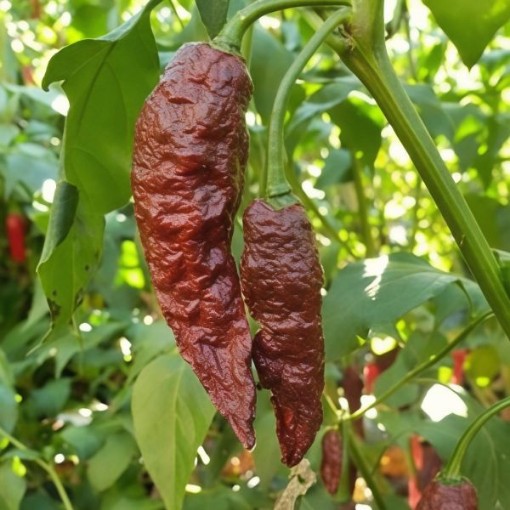 Bhut Jolokia Ghost Black Pepper Seeds