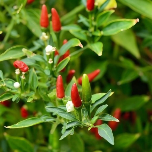 Aji Caballero Pepper Seeds