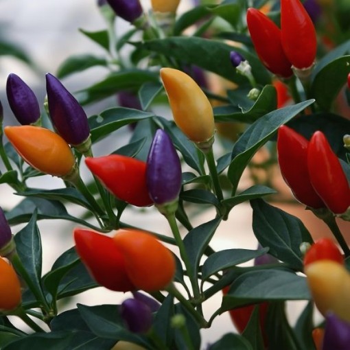 Chinese Five Color Pepper Seeds