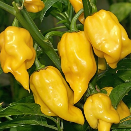Lemon Habanero Pepper Seeds