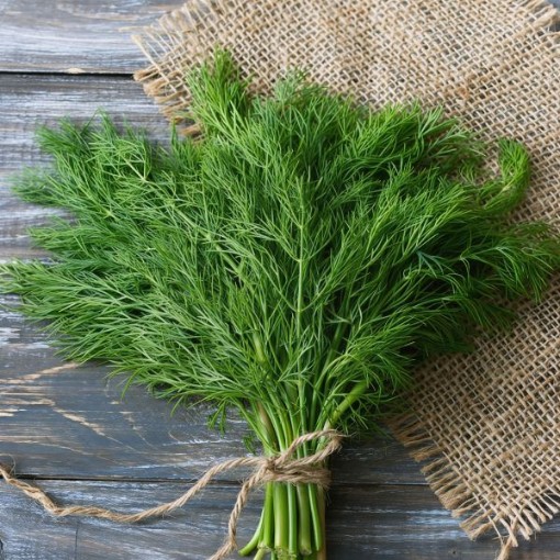 Bouquet Dill Seeds