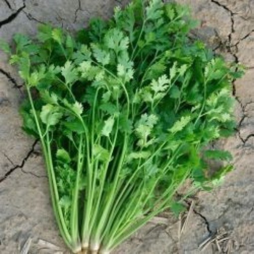 Leisure Coriander Seeds