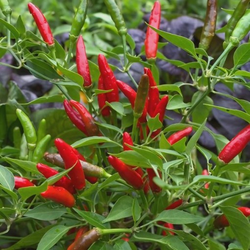 Siling Labuyo Pepper Seeds