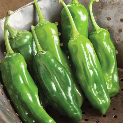 Mellow Star Shishito Pepper Seeds