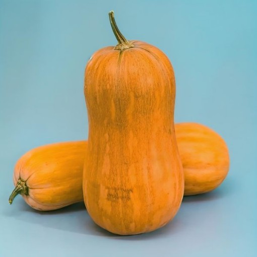 Argonaut Squash Seeds