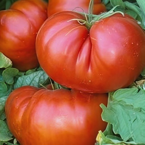 Aussie Tomato Seeds