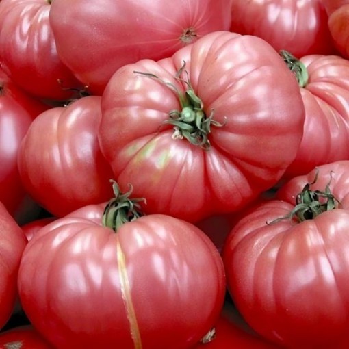 Caspian Pink Tomato Seeds