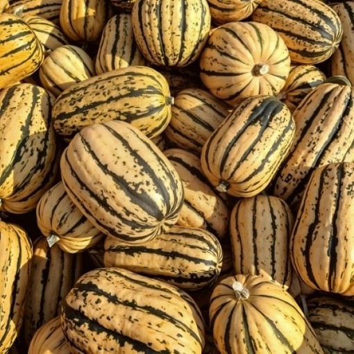 Sugar Loaf Hessel Squash Seeds