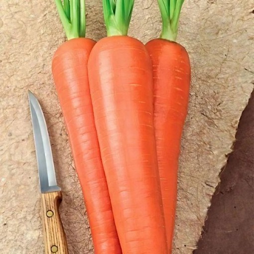 Envy Carrot Seeds