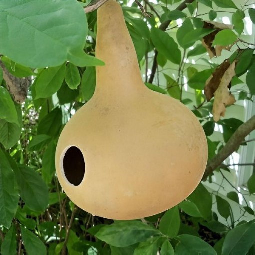 Martin Birdhouse Gourd Seeds